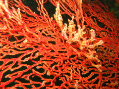 Melithaea