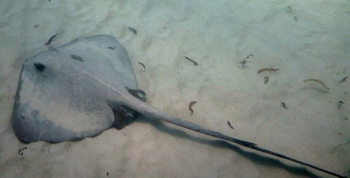 Broad Cowtail Stingray, Kilifi, KE, photo 10 of 10