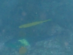 Flavocaranx bajad