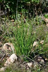 Asphodelus fistulosus