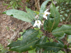 Solanum semisucculentum