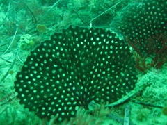 Adeona grisea
