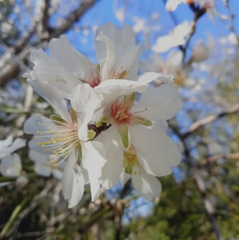 Prunus amygdalus