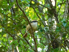 Aphrastura spinicauda