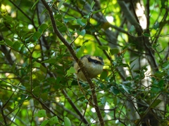 Aphrastura spinicauda