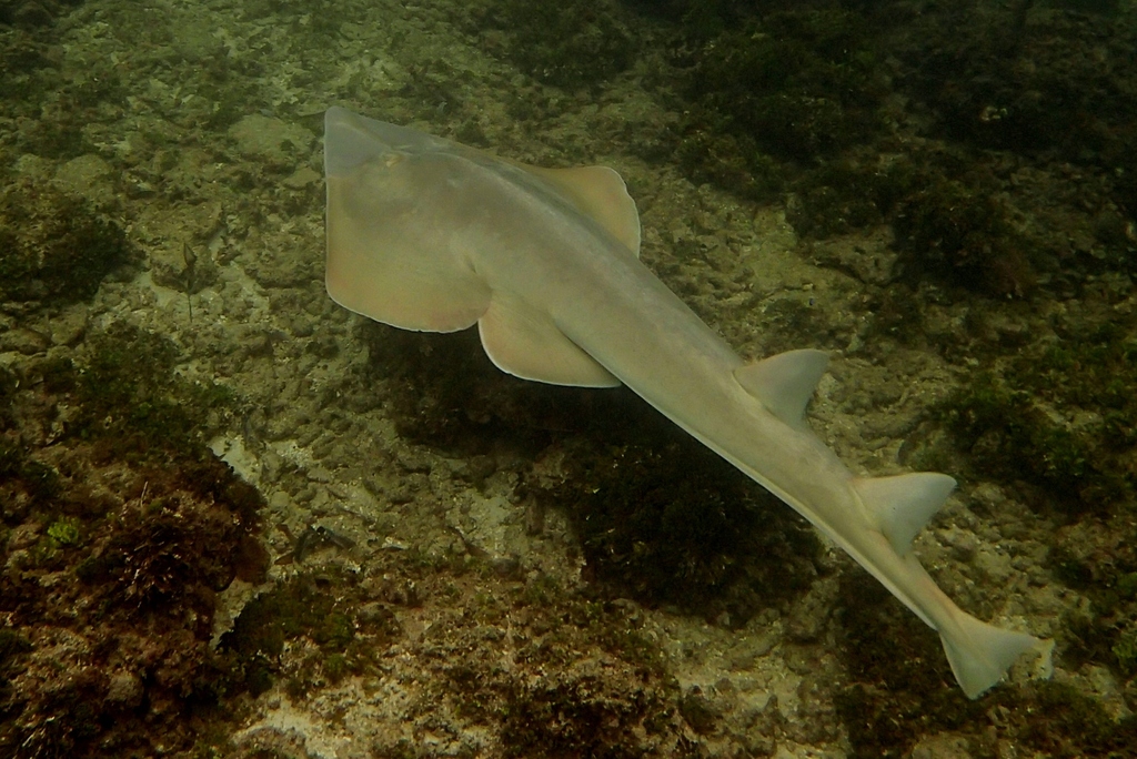 Halavi guitarfish (Glaucostegus halavi) — Rhinobatidae