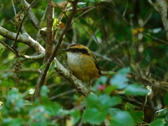 Aphrastura spinicauda