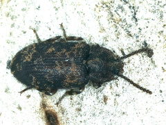 Dipsaconia pyritosa
