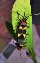 Oncopeltus unifasciatellus
