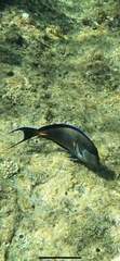 Acanthurus sohal