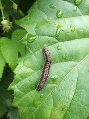 Heliothis