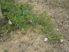 Rosa multiflora cathayensis