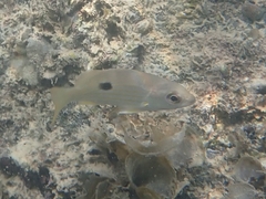 Lutjanus ehrenbergii