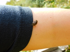 Ditomotarsus punctiventris