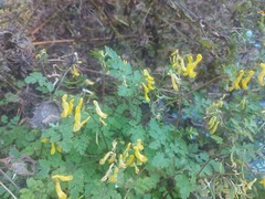 Corydalis pallida