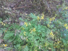 Corydalis pallida