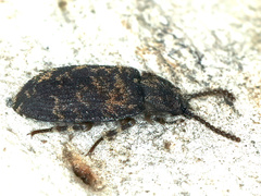 Dipsaconia pyritosa