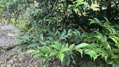 Syzygium acuminatissimum