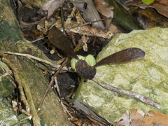 Gyrocarpus americanus