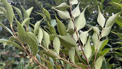 Syzygium acuminatissimum