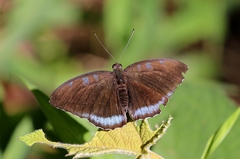 Tanaecia whiteheadi