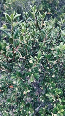 Diospyros dichrophylla