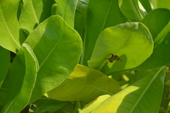 Mischocyttarus mexicanus cubicola