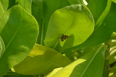 Mischocyttarus mexicanus cubicola