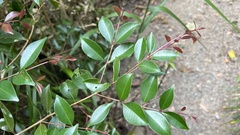 Syzygium formosanum