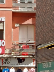 Columba livia domestica