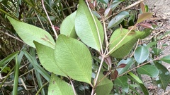Syzygium formosanum
