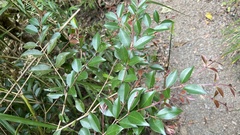 Syzygium formosanum