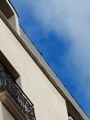 Columba livia domestica