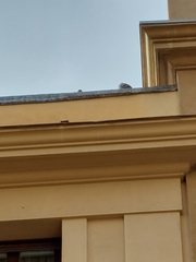 Columba livia domestica