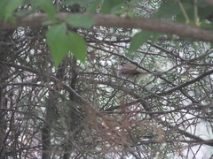 Phylloscopus tenellipes