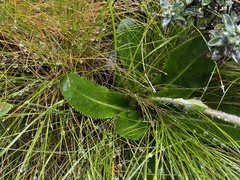 Alepidea thodei