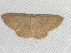 Poecilasthena anthodes
