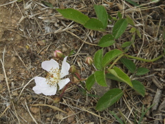 Rosa multiflora cathayensis