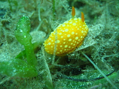 Doris chrysoderma