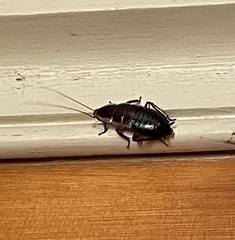 Drymaplaneta communis