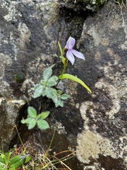 Brownleea macroceras