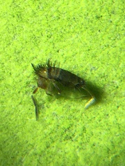 Entomobryidae
