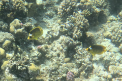 Chaetodon fasciatus