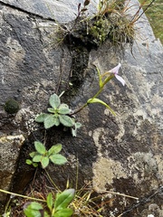 Brownleea macroceras