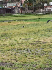 Daptrius megalopterus