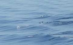 Delphinus
