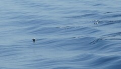 Delphinus
