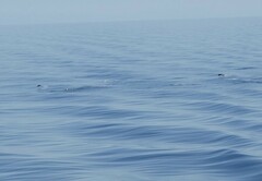 Delphinus
