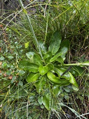 Alepidea thodei