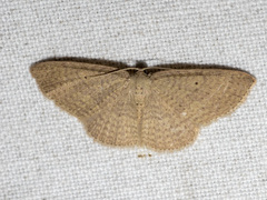 Poecilasthena anthodes